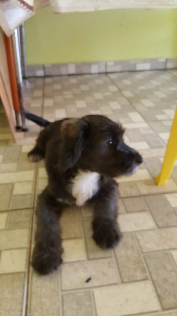 Cachorro ‘Safadão’ está desaparecido e tutora pede ajuda para encontrá-lo