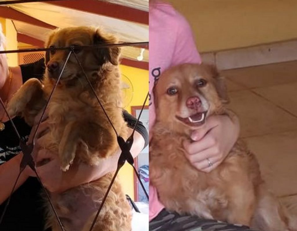 Cachorro sumiu na região do Bairro Coqueiral