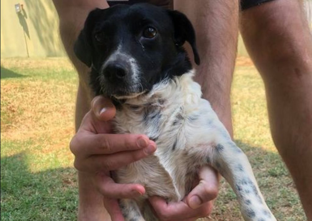 Cãozinho foi encontrado perto do Parque Vitória