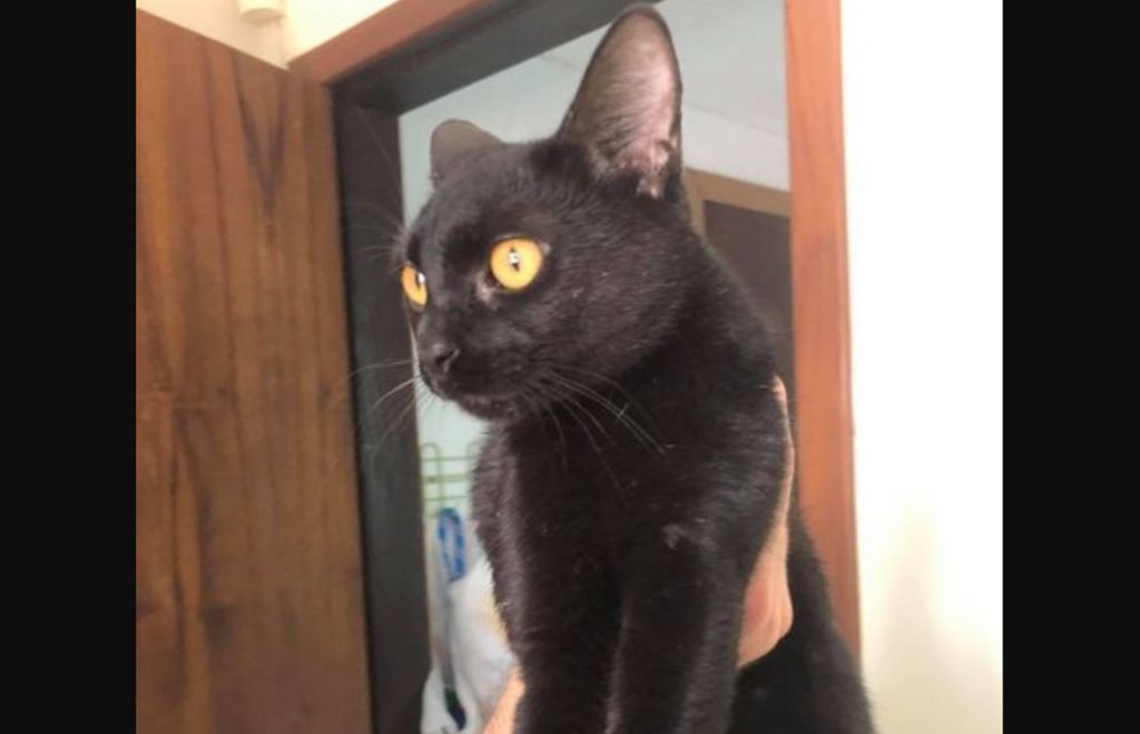 Gata foi encontrada nas proximidades da Rua Afonso Pena