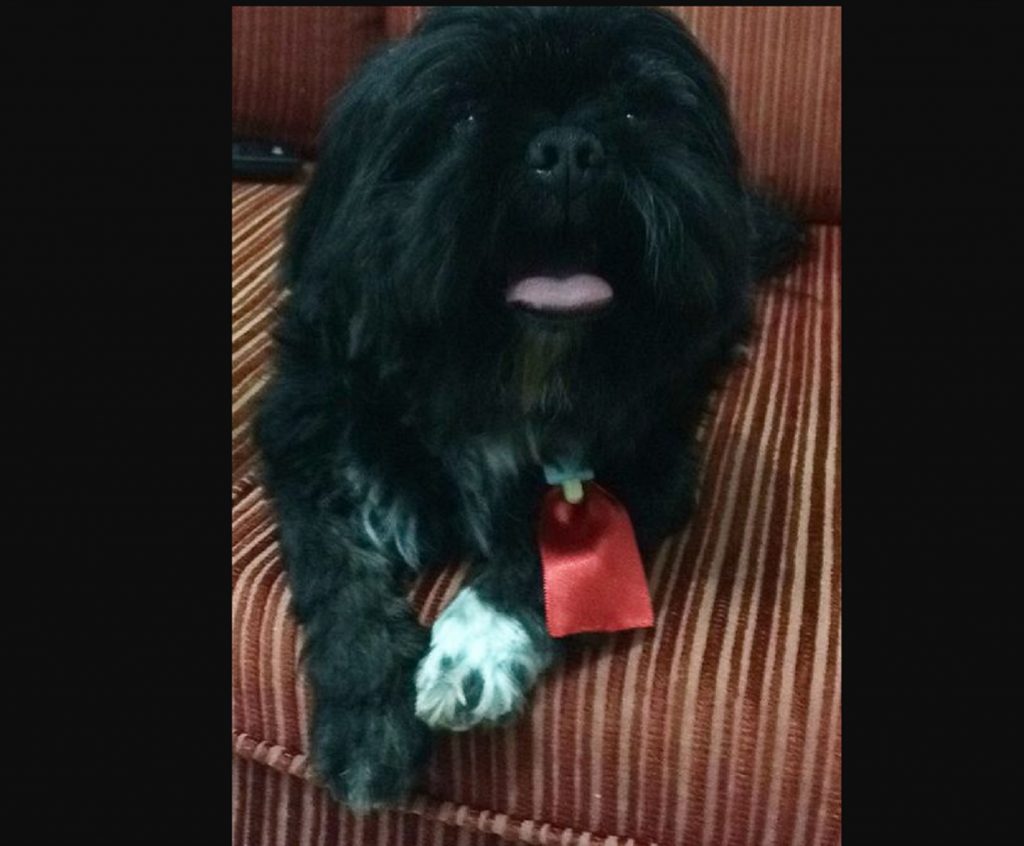 Cachorrinho sumiu no Bairro Santa Cruz