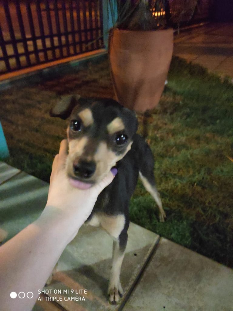 Mulher encontra cão perdido no Bairro Tropical