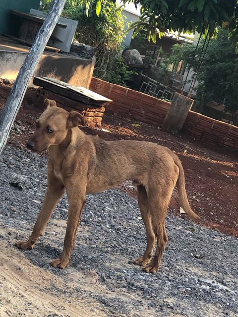 Cachorro é encontrado no Bairro Morumbi