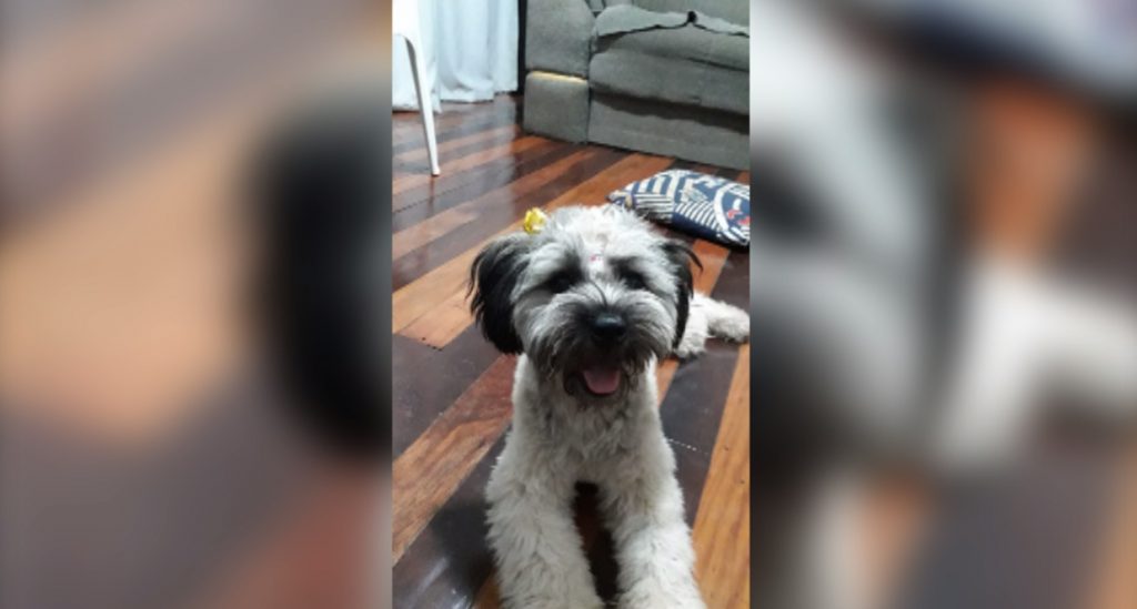 Cachorrinha foi encontrada no Bairro Pacaembu
