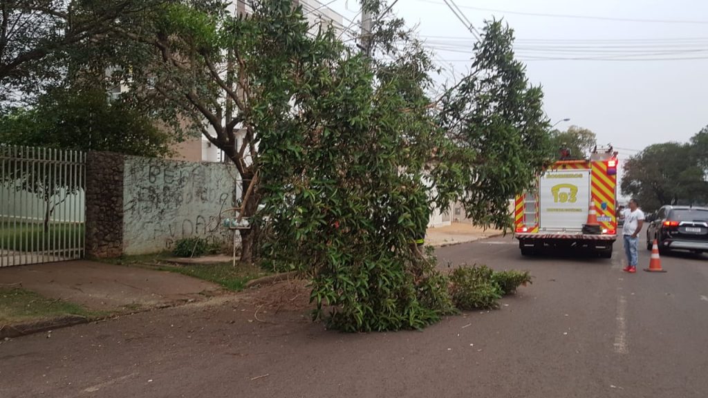 Galho de árvore cai sobre a via e Corpo de Bombeiros é mobilizado