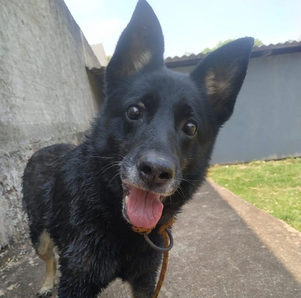 Cachorrinha foi encontrada no Bairro Universitário