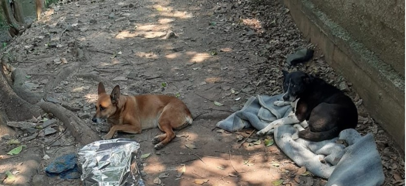 Homem é morto em briga e cães se recusam a deixar corpo para trás