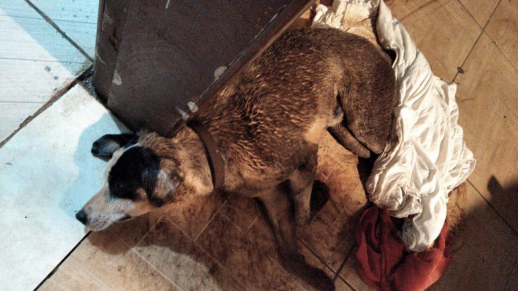 Internauta tenta localizar dono de cachorro que foi atropelado no Pioneiros Catarinenses