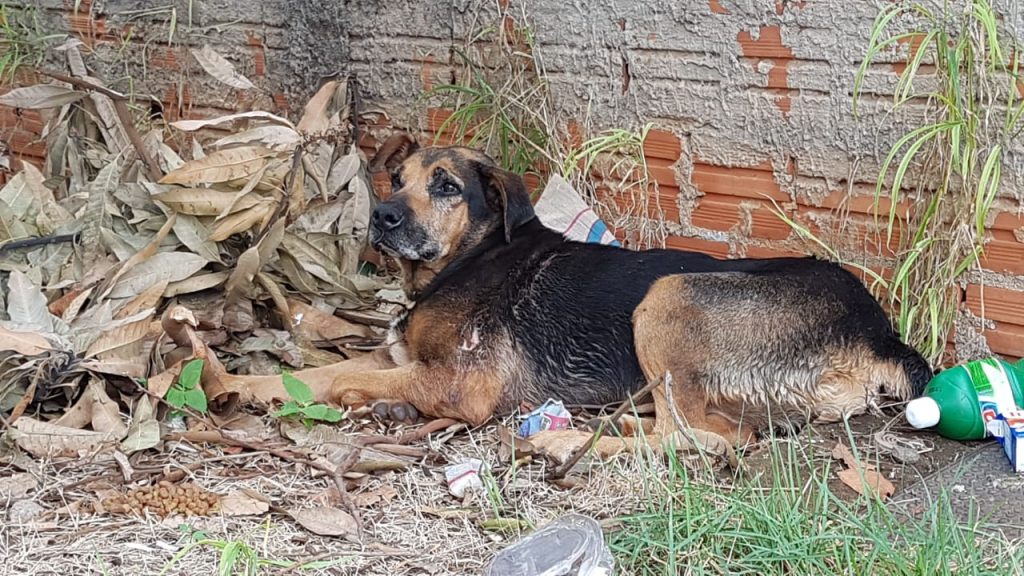 Moradora relata dificuldade em conseguir auxílio para cachorrinha ferida no Bairro Esmeralda