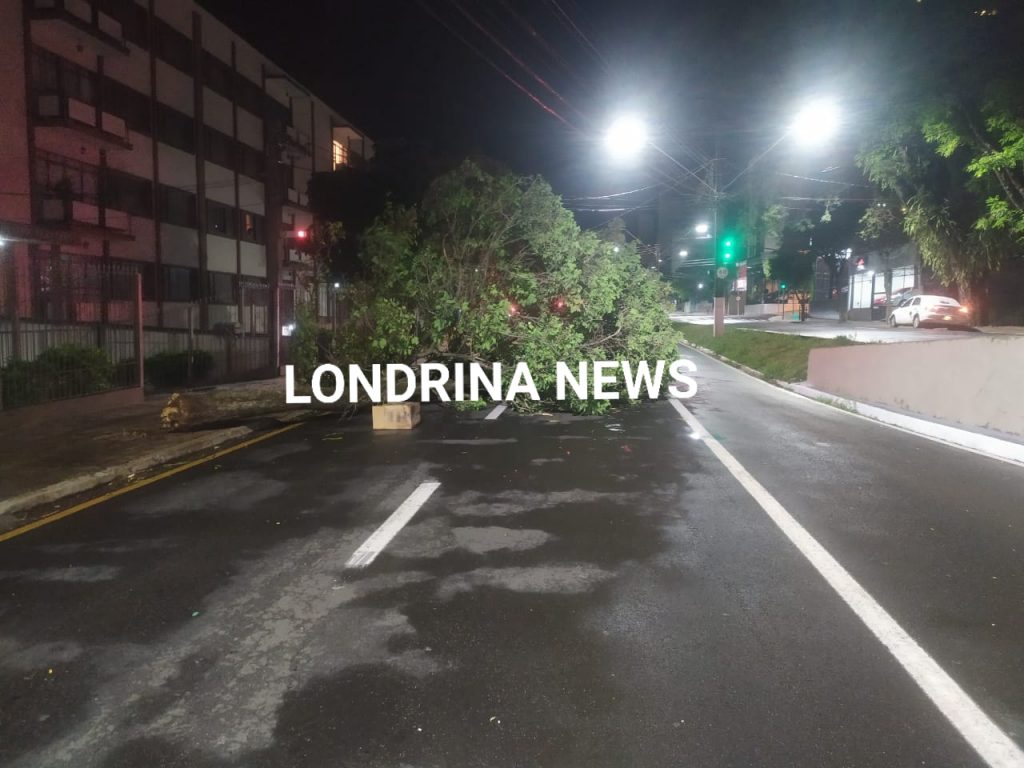 Árvore cai durante chuva com rajadas de vento em Londrina