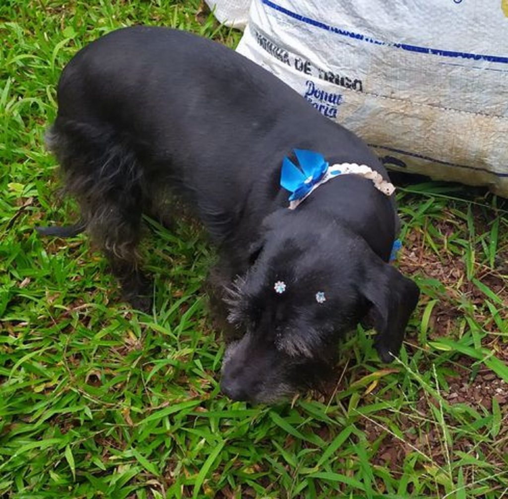 Cachorro é encontrado na Região do Lago