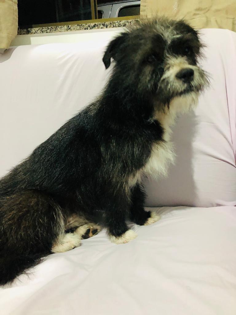 Cachorro é encontrado na Rua Maranhão, no Centro