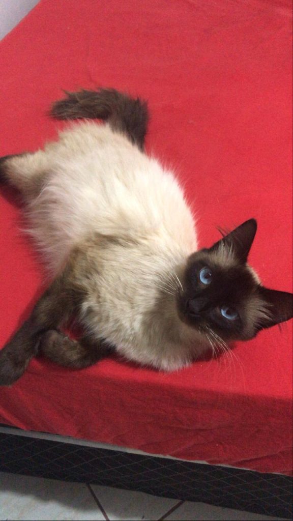 Gatinha ‘Lunna’ está desaparecida na região do Centro; dona pede ajuda para localizá-la