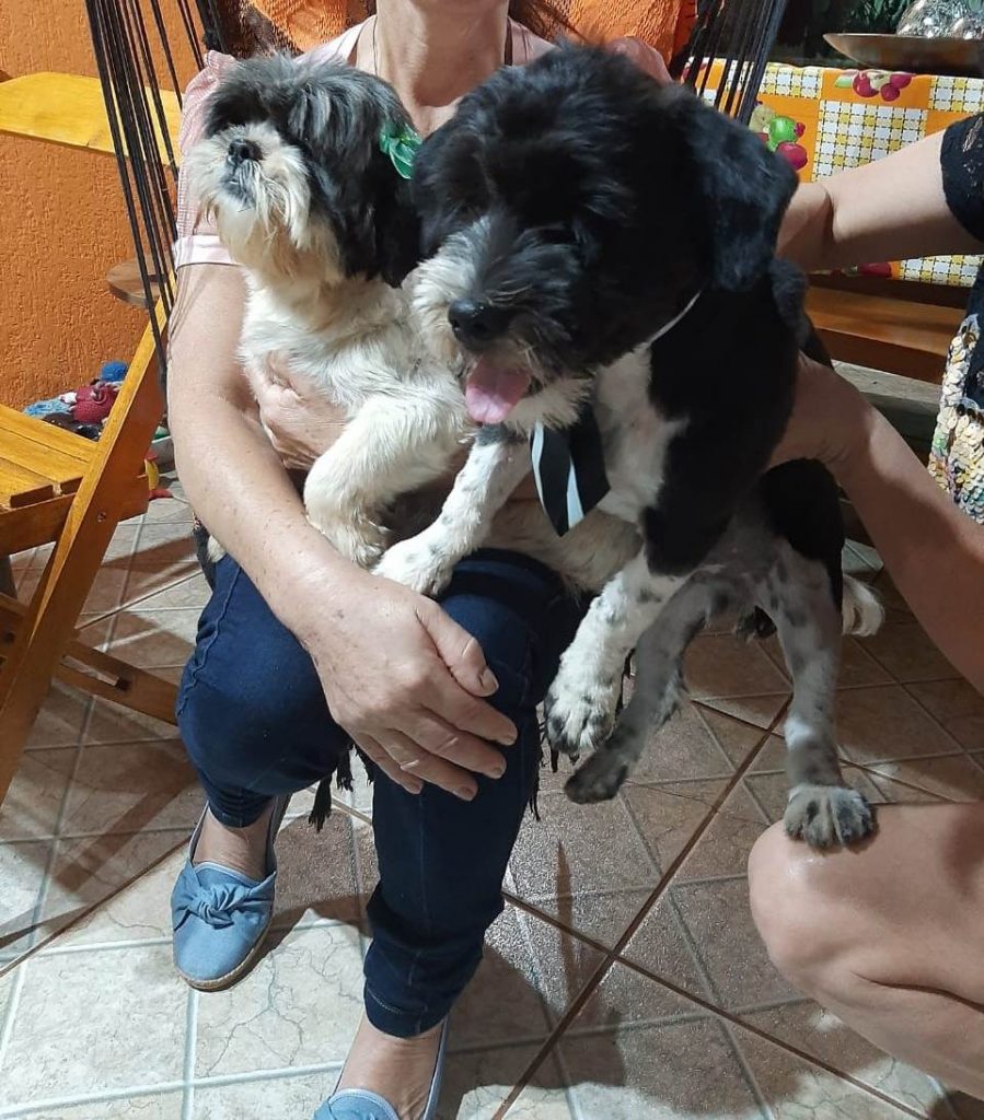 Cachorros são encontrados no Bairro São Cristóvão
