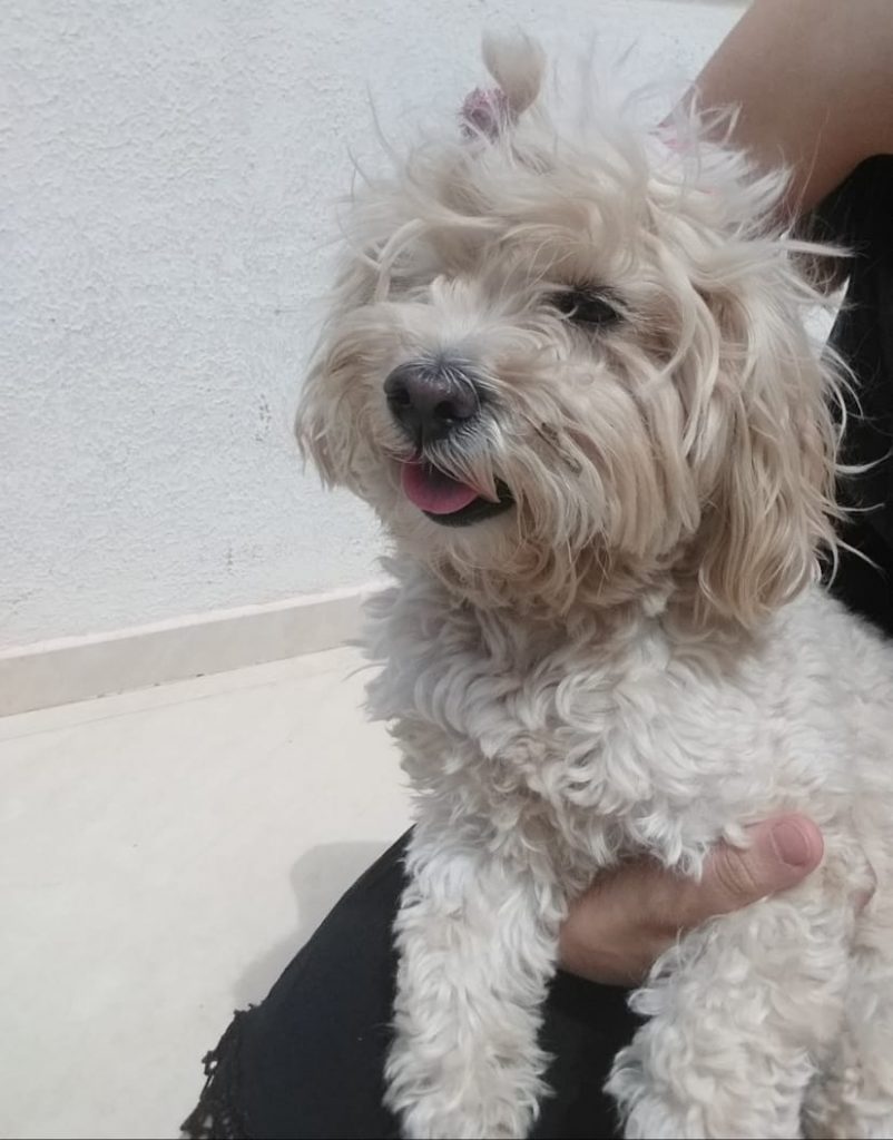 Cadelinha é encontrada na Avenida Rocha Pombo