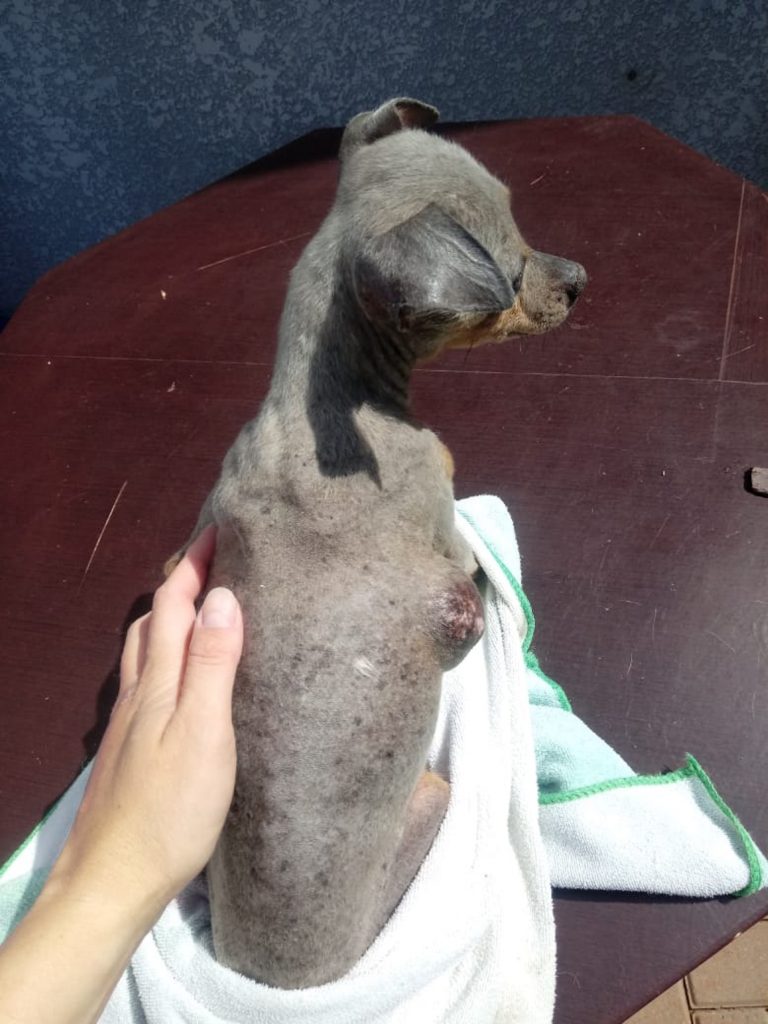 Cadelinha encontrada na BR-277 precisa de ajuda