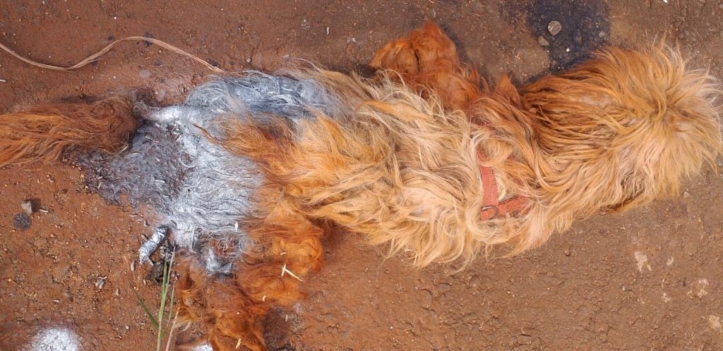 Animais abandonados semanalmente no Veneza causam indignação a morador