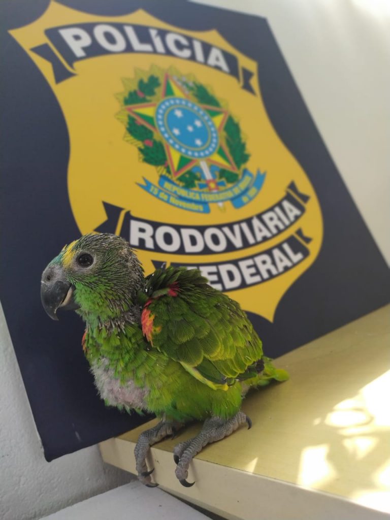 Motorista é preso em ao comprar Papagaio silvestre em Guaraniaçu