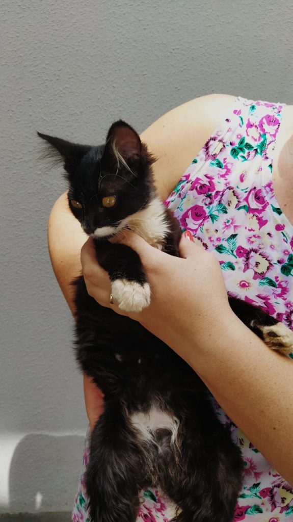 Gato de estimação é encontrado no Bairro Neva; moradora quer devolvê-lo ao dono