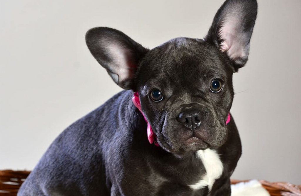 Casal será indenizado ao devolver Buldog Francês e ser acusado de roubo pelo dono do animal
