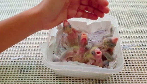 Como ajudar um filhote de ave que caiu do ninho? Imagem referente a Como ajudar um filhote de ave que caiu do ninho?