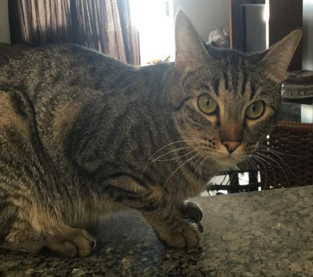 Gatinho desapareceu no Bairro Tropical III
