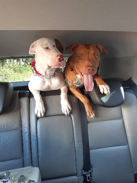 Thor e Aisha fugiram no Bairro Neva