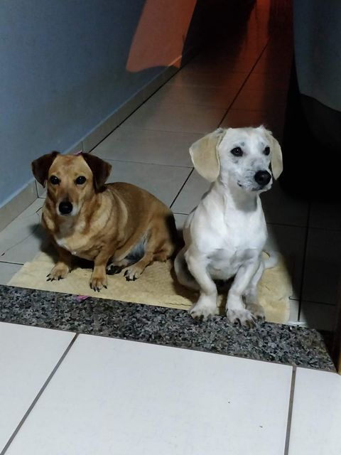 Lucky desapareceu no Bairro Roma