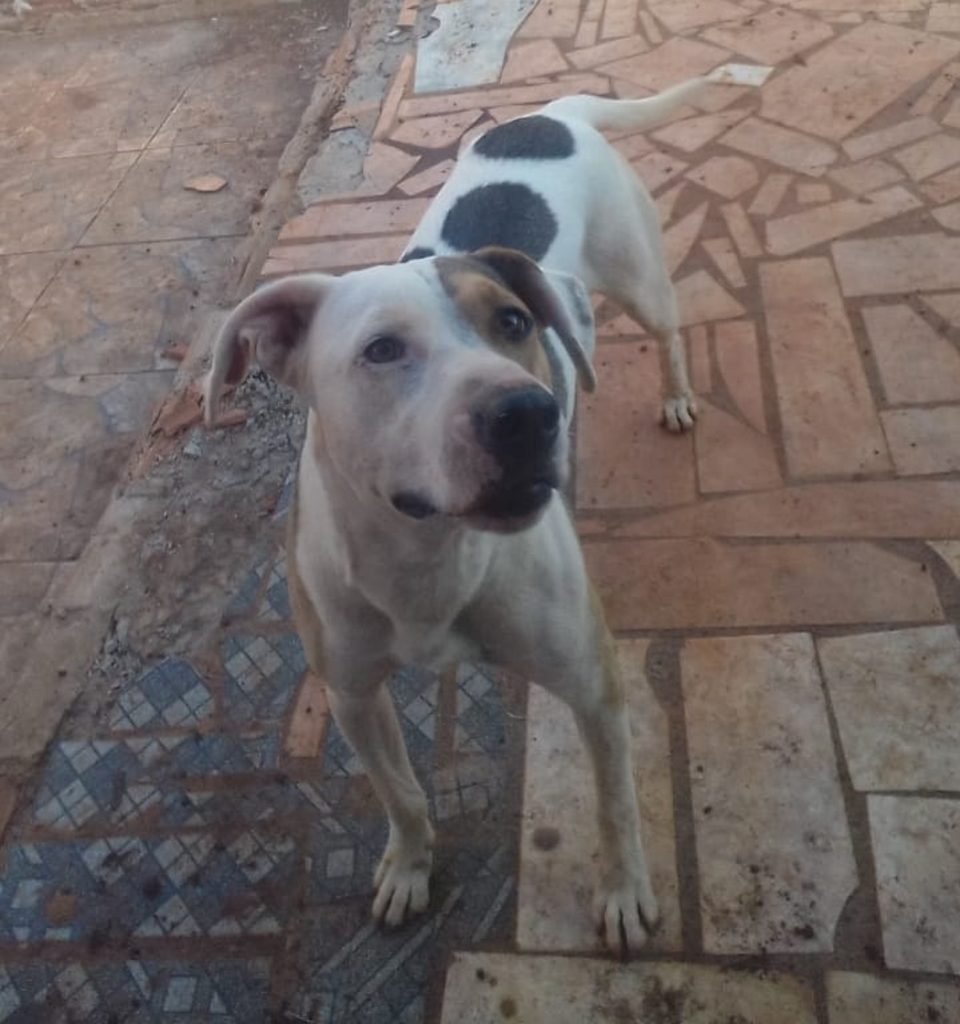 Cachorro foi encontrado no Bairro Periolo
