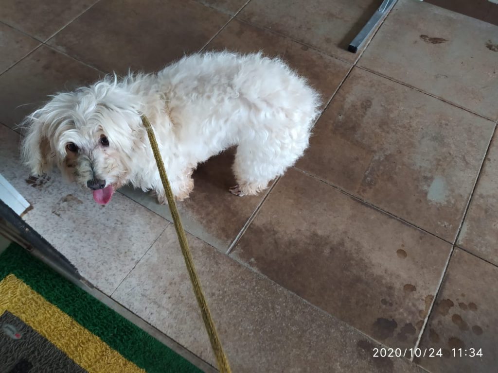 Internauta procura dono de cão que foi localizado perto do Trevo Cataratas