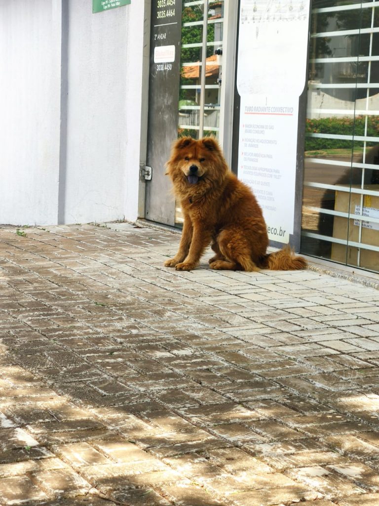 Moradores do Bairro Country tentam localizar dono de Chow-Chow que está perdido