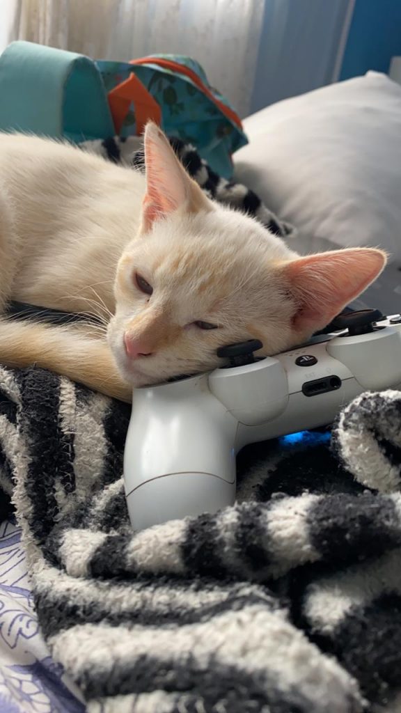 Internauta procura gatinho que sumiu no Bairro Cancelli