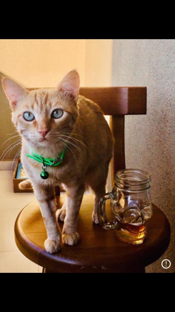 Gato de estimação está desaparecido no Pioneiros Catarinenses; dona pede ajuda para encontrá-lo