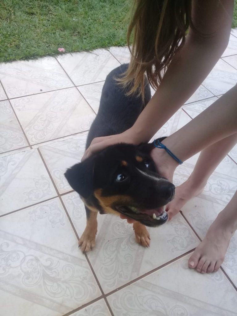 Cachorrinha é encontrada na Avenida Piquiri, no São Cristóvão