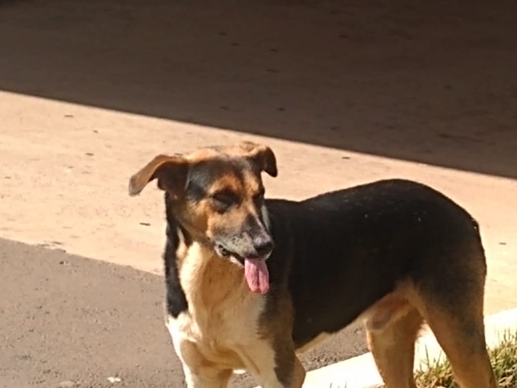 Cachorro está perdido no Terminal Leste