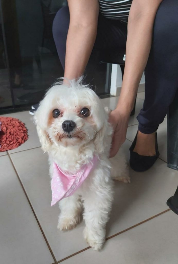 Cadelinha é encontrada no Bairro Santo Onofre