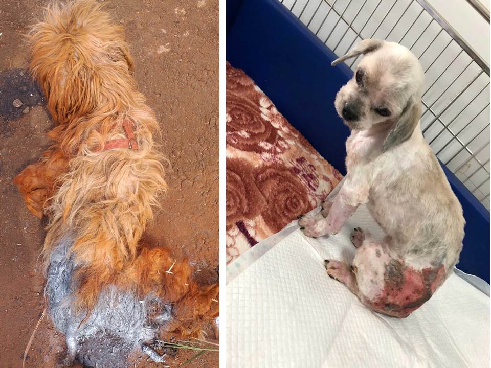 Após resgate, internauta pede ajuda para pagar tratamento de cachorro que foi abandonado