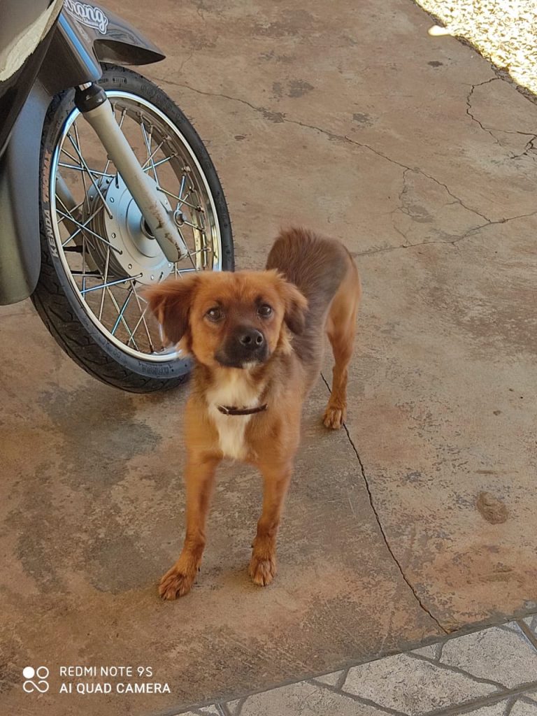 Cachorro com coleira foi encontrado no Bairro Parque Verde