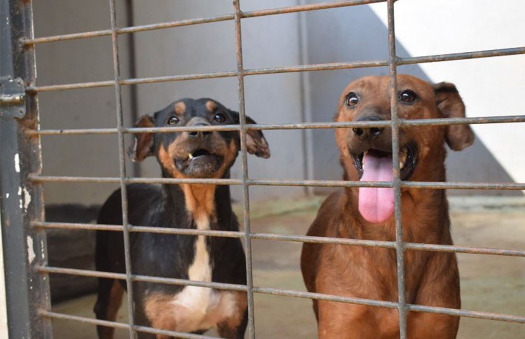 Homem que maltratou cinco cães é condenado pela Justiça