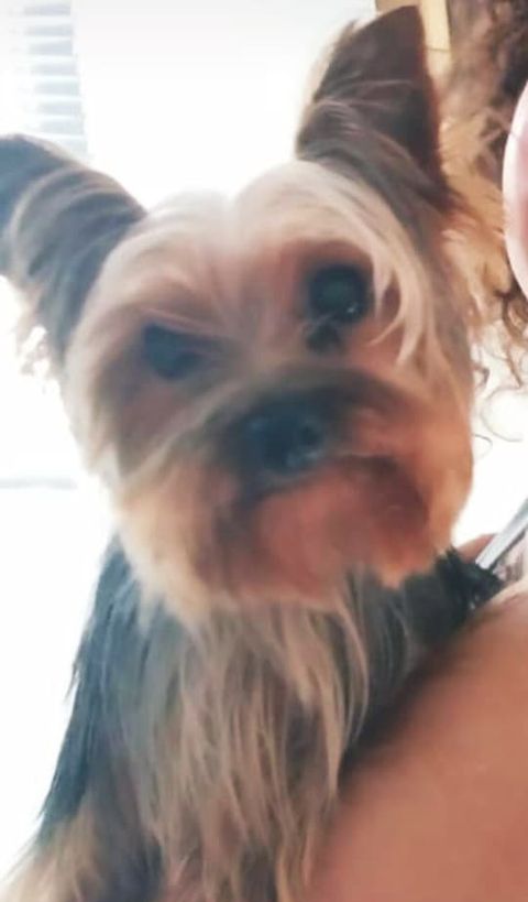 Lucky desapareceu no Bairro Coqueiral