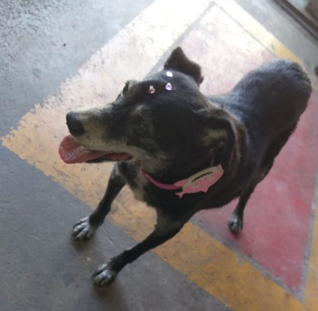 Cachorrinha apareceu no Bairro Country