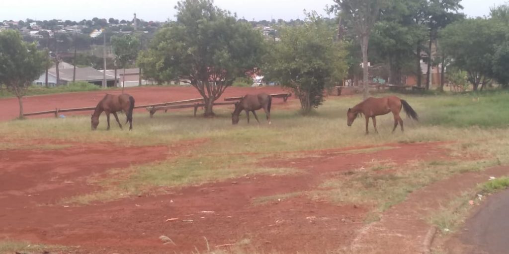 Morador relata medo de cavalos soltos provocarem acidentes na Região do Colonial