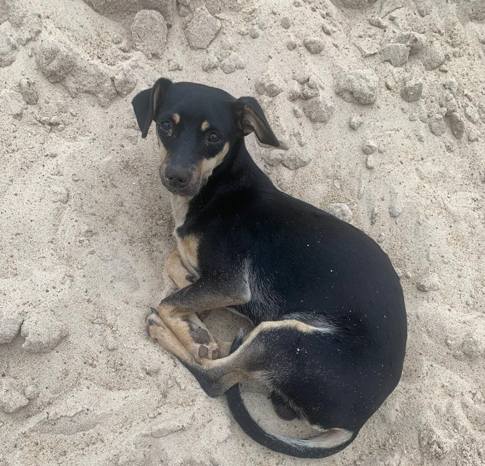 Cachorro encontrado em construção procura por um novo lar