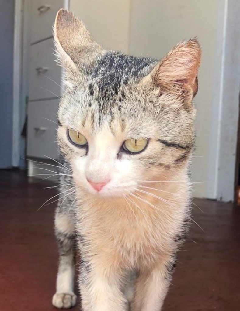 Gatinho foi encontrado no Bairro Pacaembu