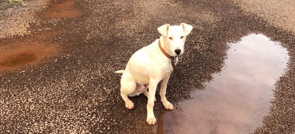 Cachorro que atende pelo nome de “Alpi” desapareceu