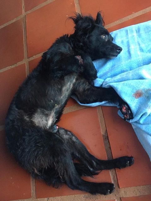 Internauta tenta localizar dono de cachorro que foi atropelado no Parque Verde