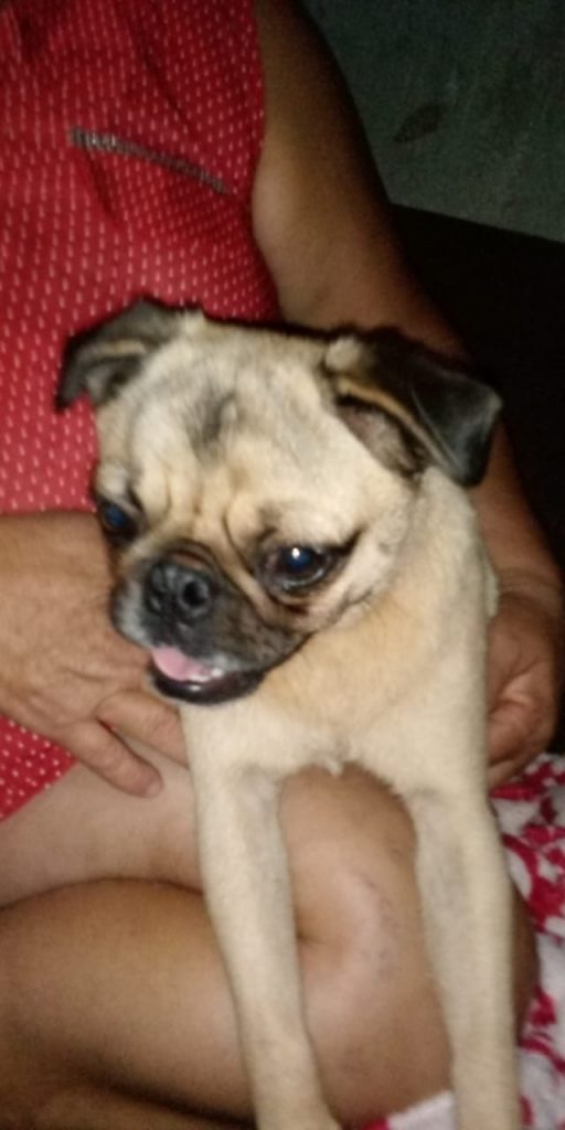 Cachorro é encontrado no Bairro Interlagos