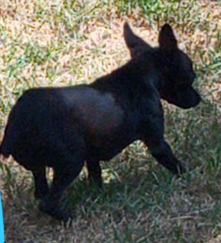 Pinscher que pertence a criança sumiu no Santa Felicidade Imagem referente a Pinscher que pertence a criança sumiu no Santa Felicidade