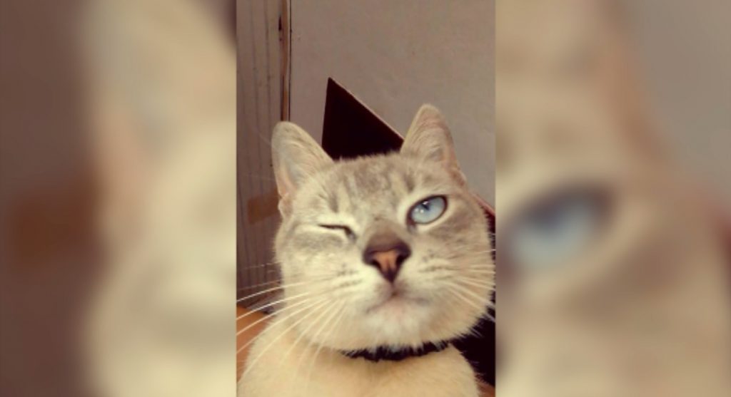 Gatinho sumiu na região do Bairro Brasília Gatinho sumiu na região do Bairro Brasília