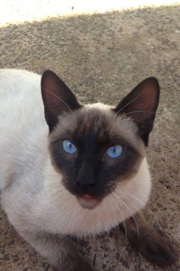 Gatinho sumiu no Bairro 14 de Novembro